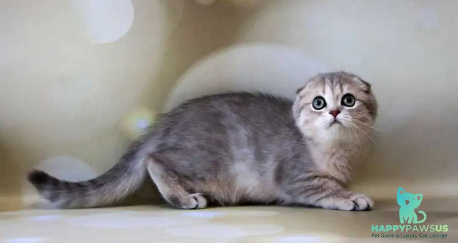 Uliana Scottish Fold female blue golden spotted tabby - live animals