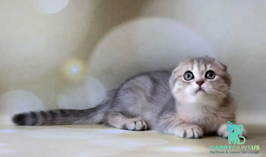 Uliana Scottish Fold female blue golden spotted tabby - live animals