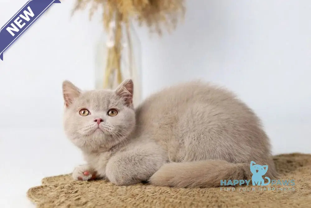 Uliess British Shorthair male fawn live animals