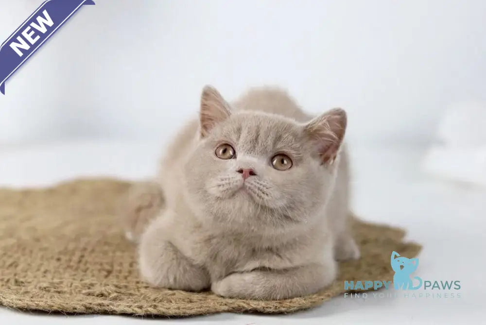 Uliess British Shorthair male fawn live animals