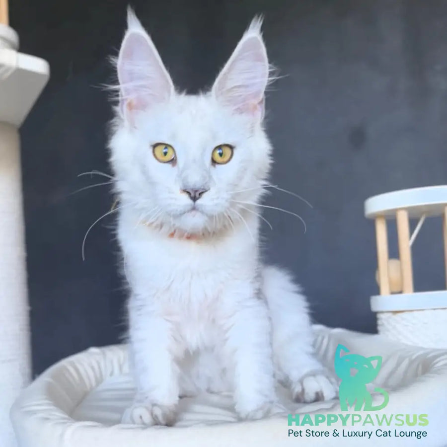 Ulina Maine Coon female black silver shaded - live animals