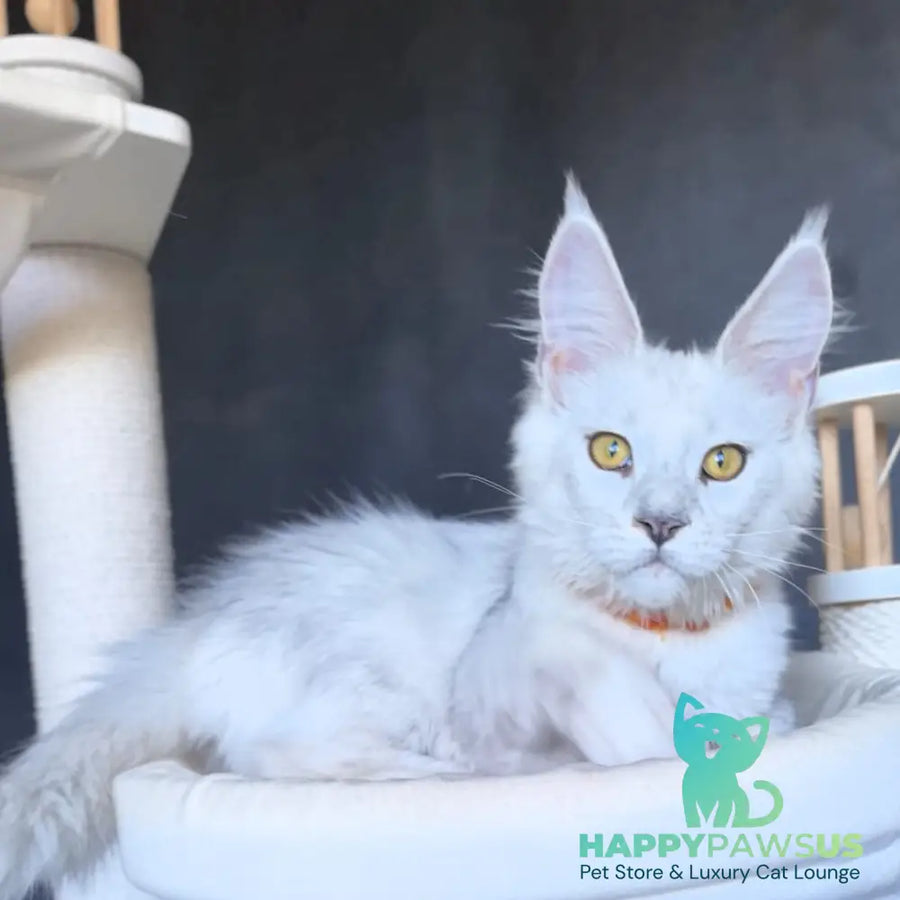 Ulina Maine Coon female black silver shaded - live animals