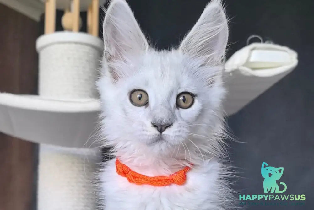 Ulina Maine Coon female black silver shaded - live animals
