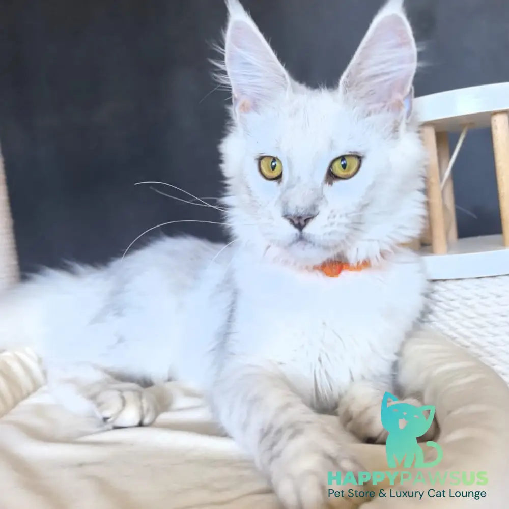 Ulina Maine Coon female black silver shaded - live animals