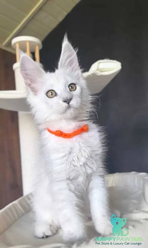Ulina Maine Coon female black silver shaded - live animals