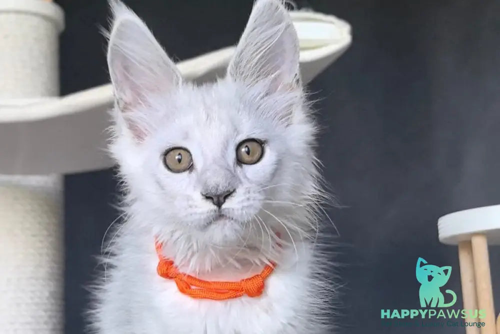 Ulina Maine Coon female black silver shaded - live animals