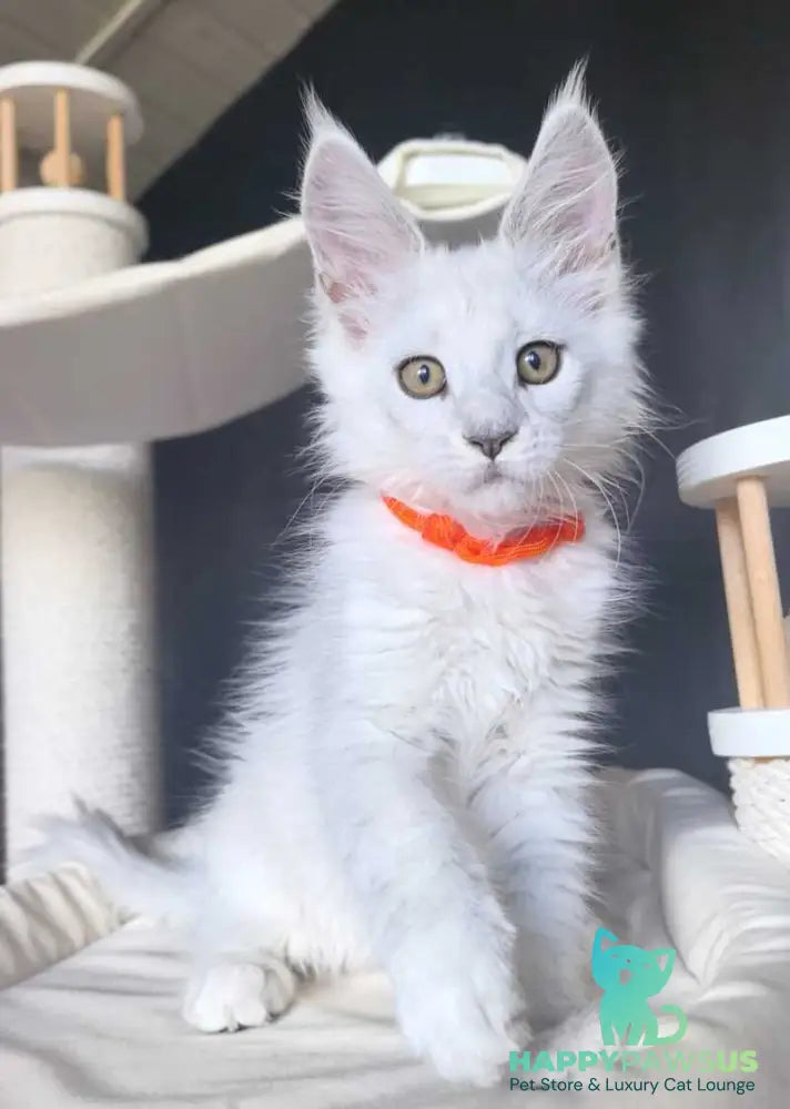 Ulina Maine Coon female black silver shaded - live animals