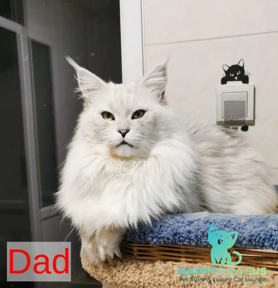 Ulina Maine Coon female black silver shaded - live animals