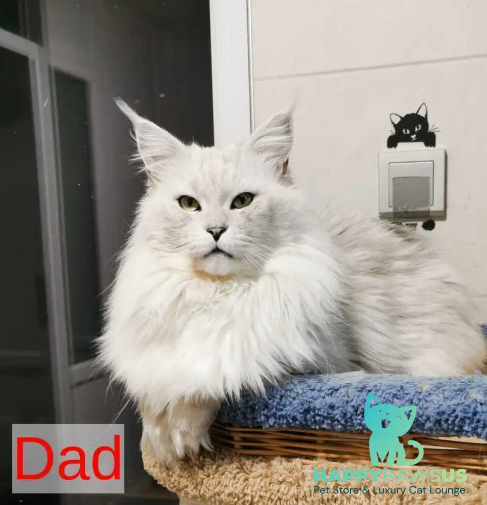 Ulina Maine Coon female black silver shaded - live animals