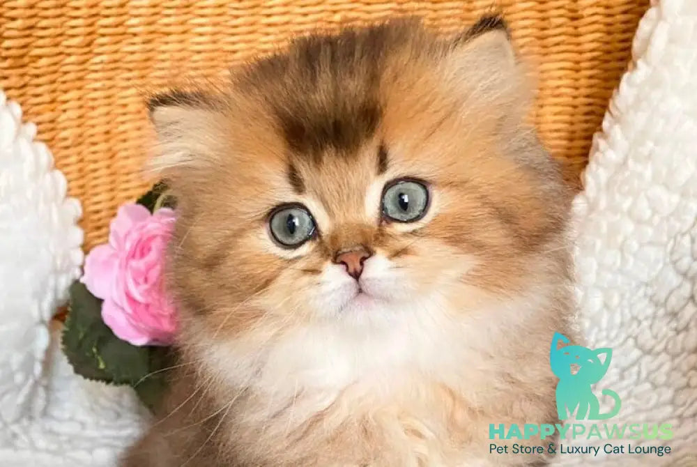 Ulis British Longhair male black golden ticked tabby - live animals