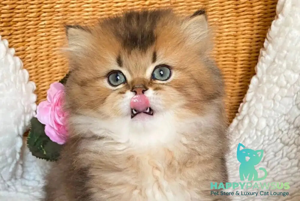 Ulis British Longhair male black golden ticked tabby - live animals