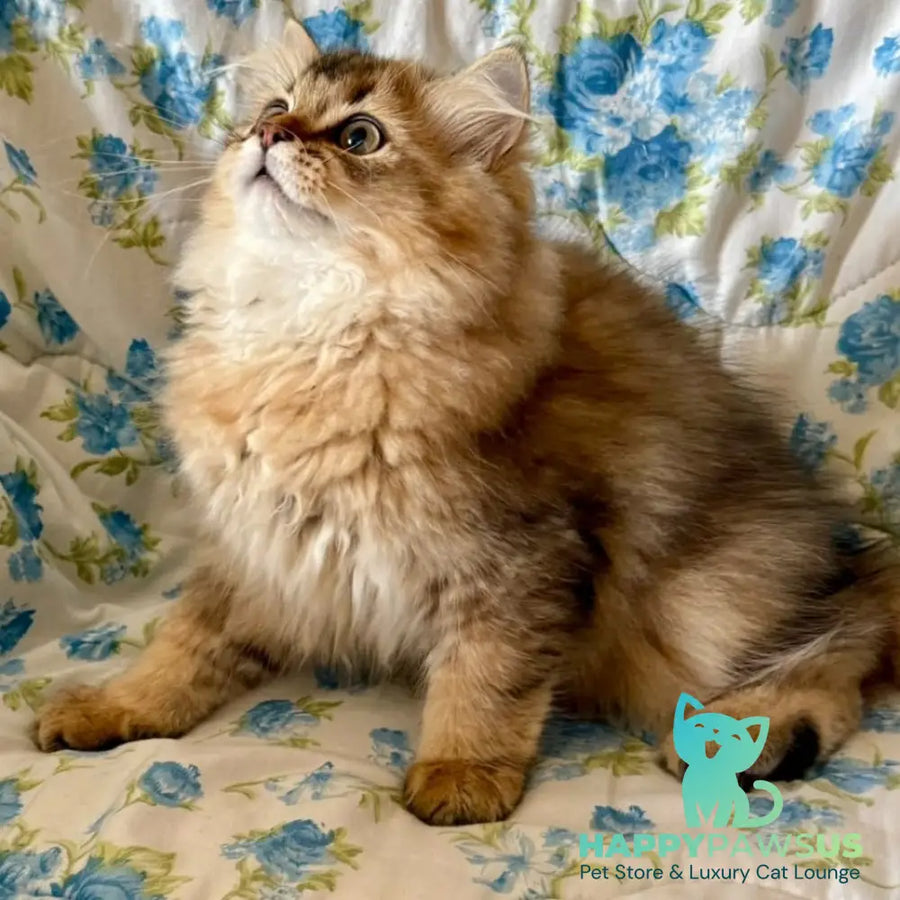 Ulis British Longhair male black golden ticked tabby - live animals