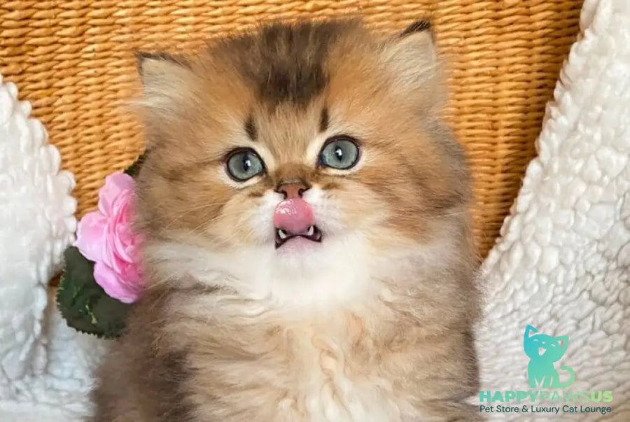 Ulis British Longhair male black golden ticked tabby - live animals