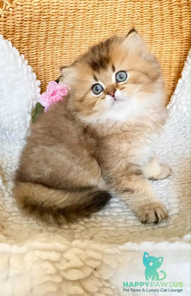 Ulis British Longhair male black golden ticked tabby - live animals