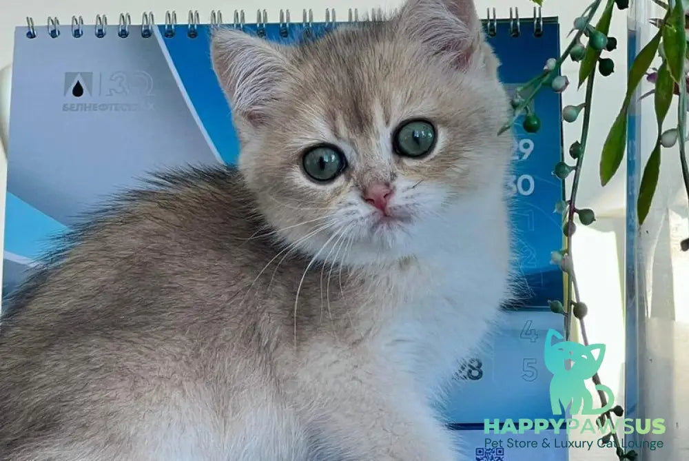 Uliss British Shorthair male blue golden shaded - live animals