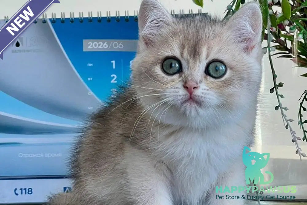 Uliss British Shorthair male blue golden shaded - live animals