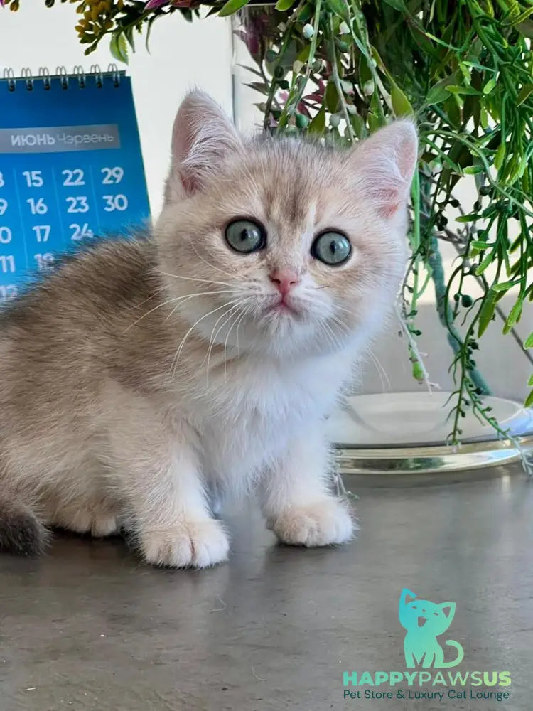 Uliss British Shorthair male blue golden shaded - live animals