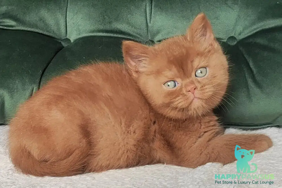 Uliy British Shorthair male cinnamon - live animals
