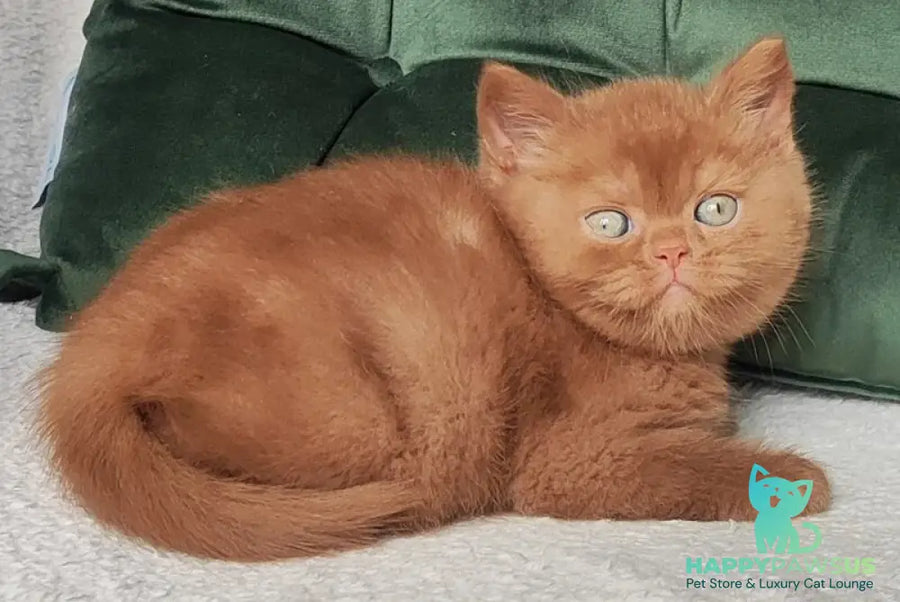 Uliy British Shorthair male cinnamon - live animals