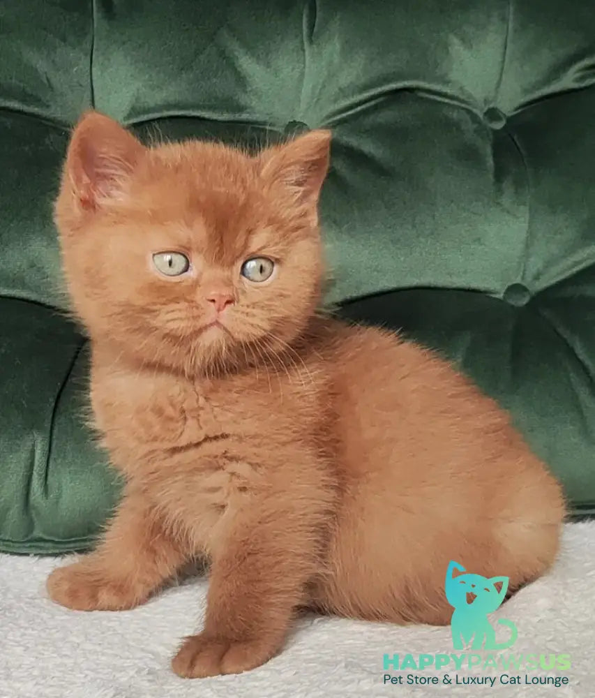 Uliy British Shorthair male cinnamon - live animals