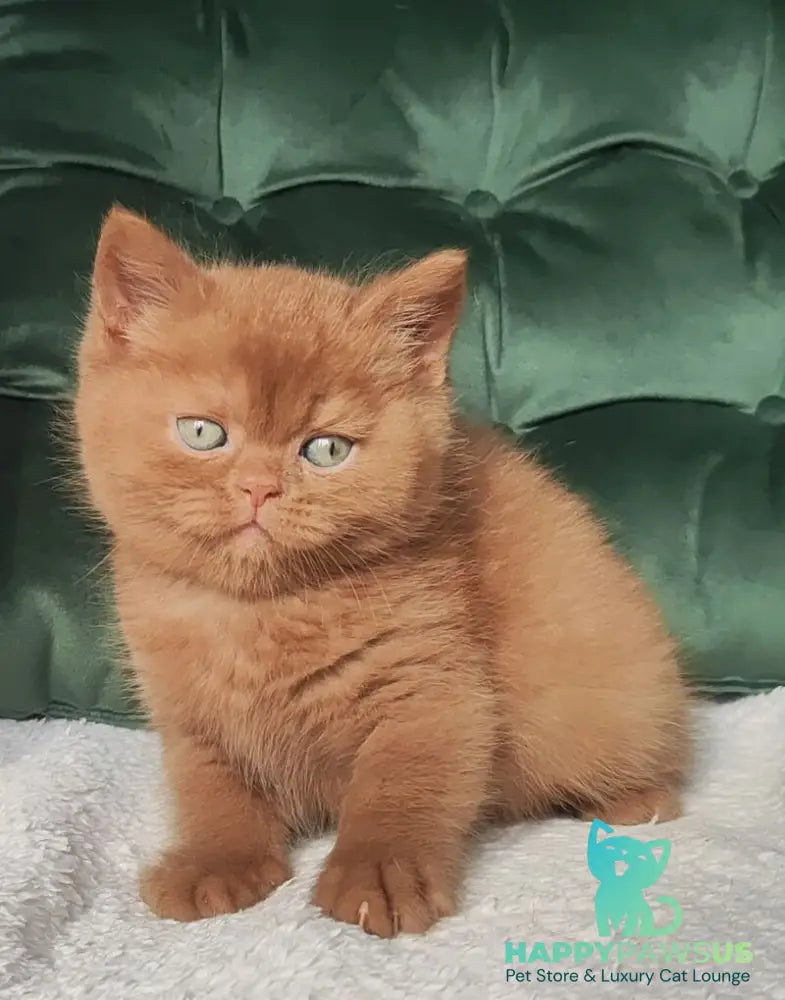 Uliy British Shorthair male cinnamon - live animals