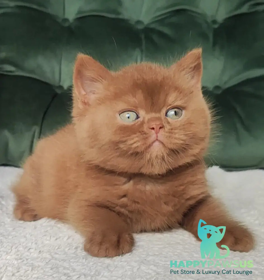 Uliy British Shorthair male cinnamon - live animals