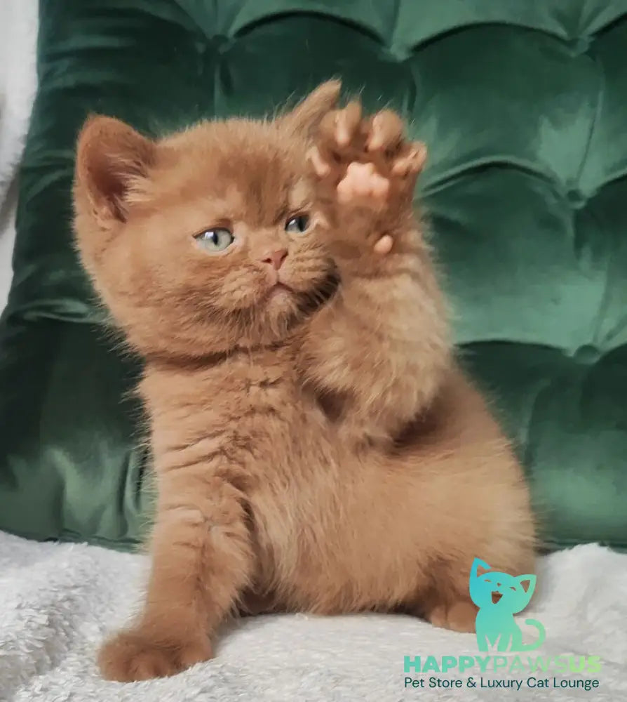 Uliy British Shorthair male cinnamon - live animals