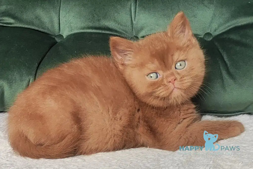 Uliy British Shorthair male cinnamon - live animals