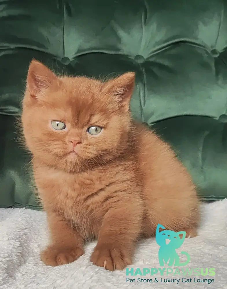 Uliy British Shorthair male cinnamon - live animals