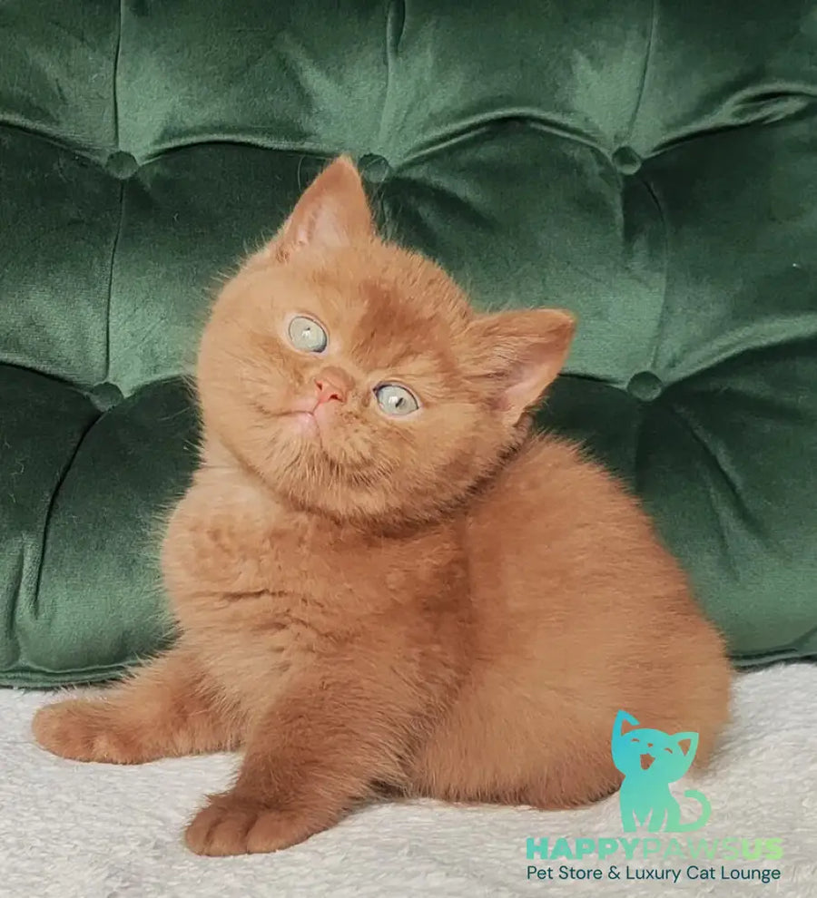 Uliy British Shorthair male cinnamon - live animals