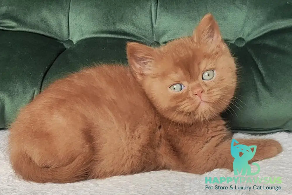 Uliy British Shorthair male cinnamon - live animals