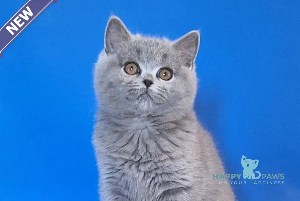 Uliya British Shorthair female blue live animals
