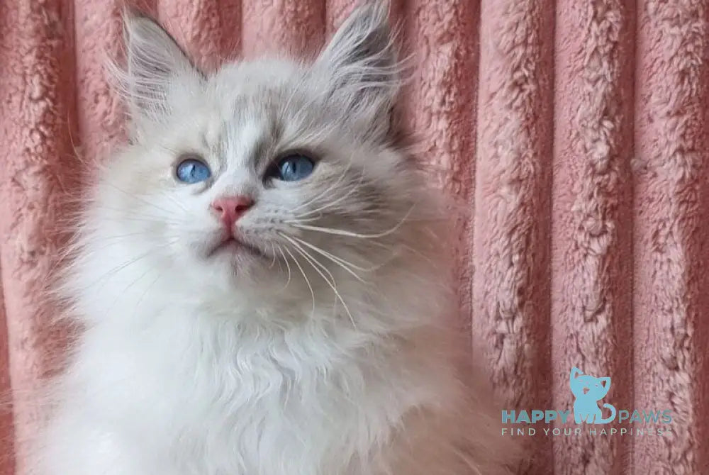 Uliyan Siberian male blue tabby pointed with white live animals