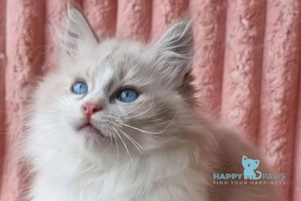 Uliyan Siberian male blue tabby pointed with white live animals