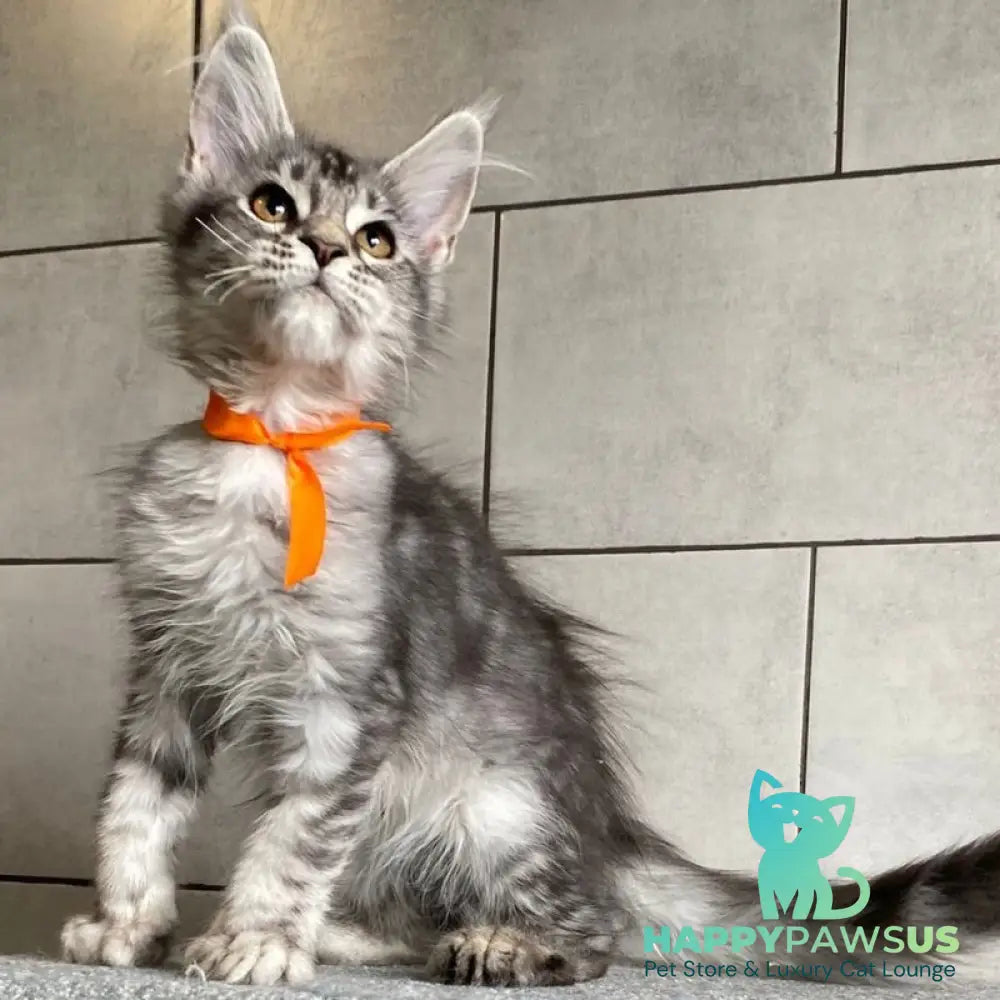 Ulksa Maine Coon polydactyl 6x6x6x6 female black silver tabby - live animals