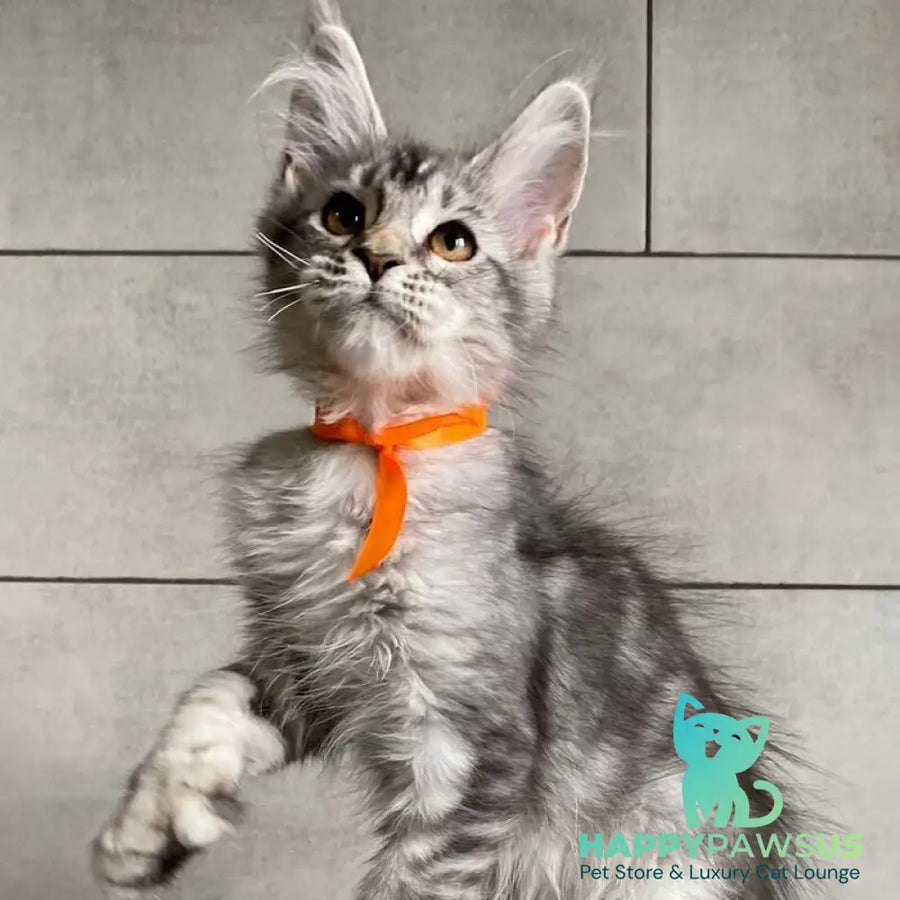 Ulksa Maine Coon polydactyl 6x6x6x6 female black silver tabby - live animals