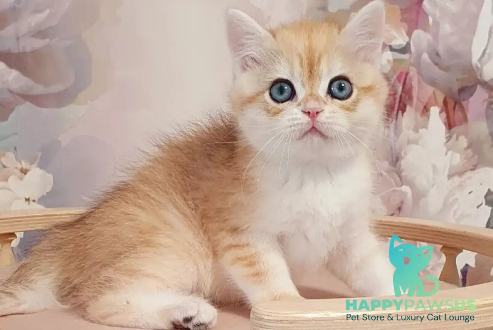 Ul’man British Shorthair male black golden spotted tabby - live animals