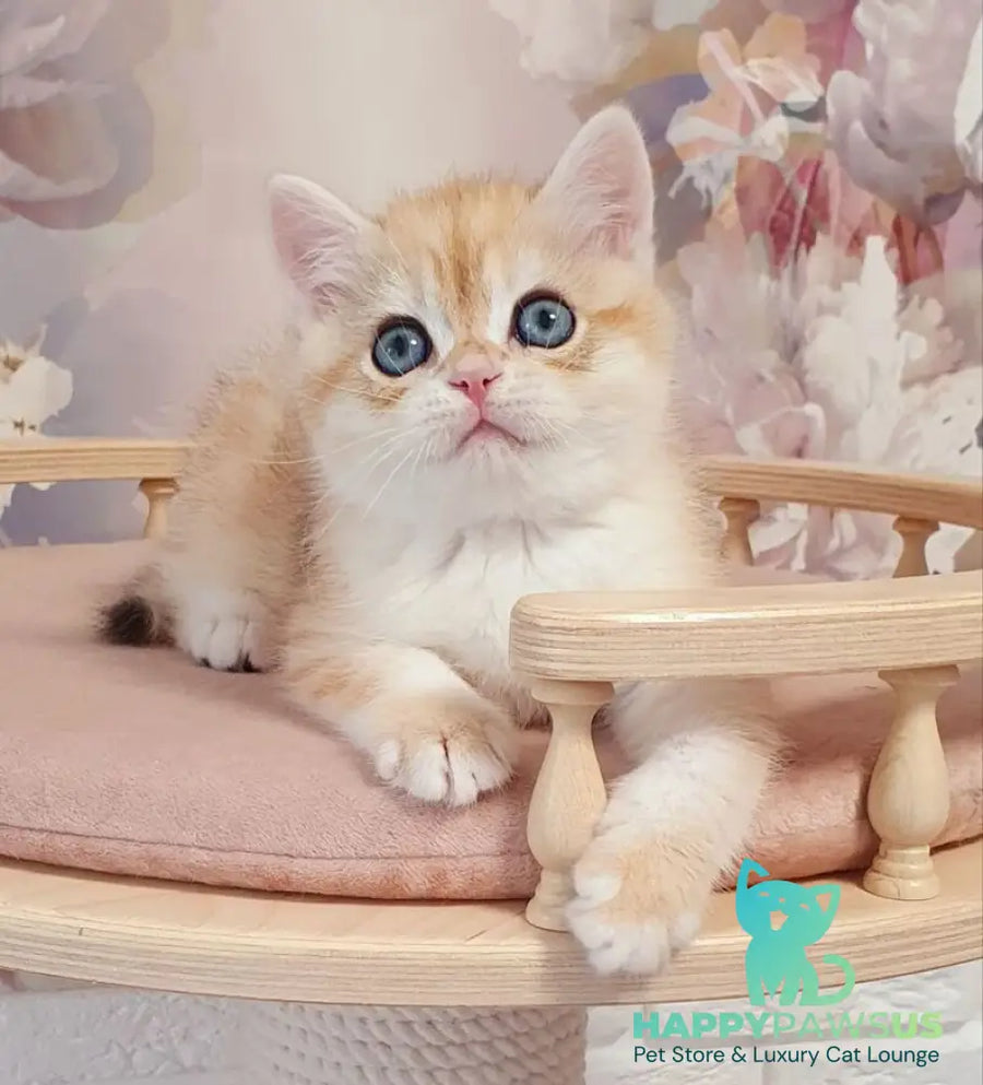 Ul’man British Shorthair male black golden spotted tabby - live animals