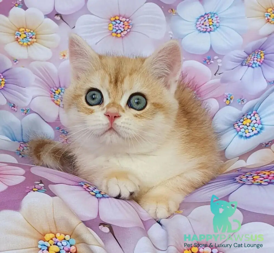 Ul’man British Shorthair male black golden spotted tabby - live animals