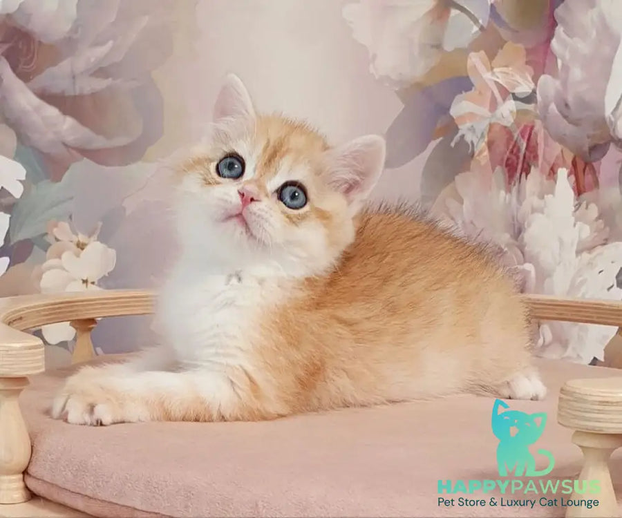 Ulman British Shorthair male black golden spotted tabby - live animals