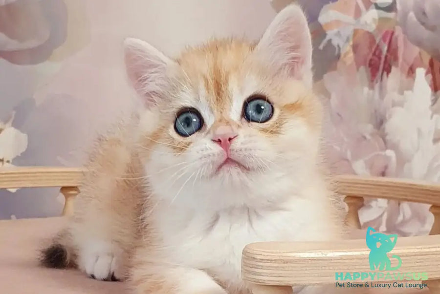 Ulman British Shorthair male black golden spotted tabby - live animals