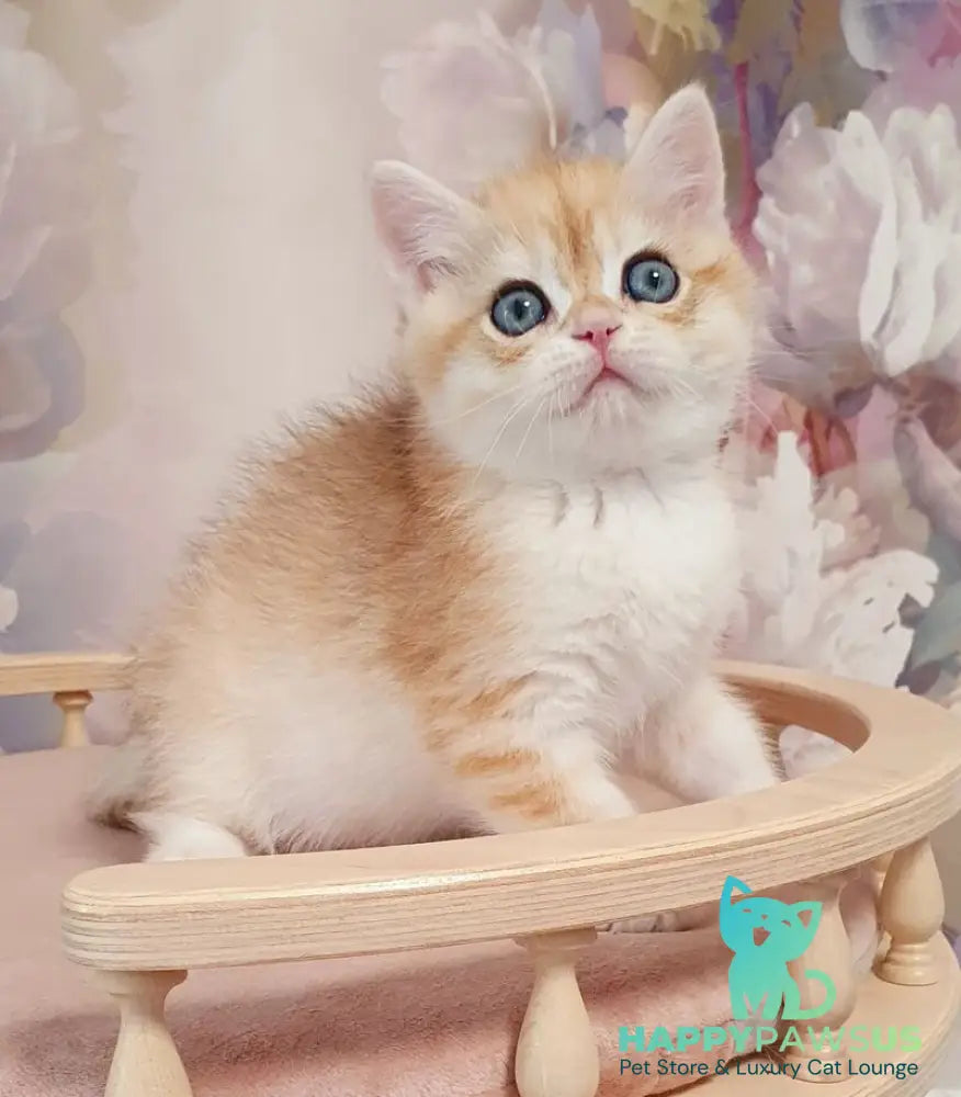 Ulman British Shorthair male black golden spotted tabby - live animals