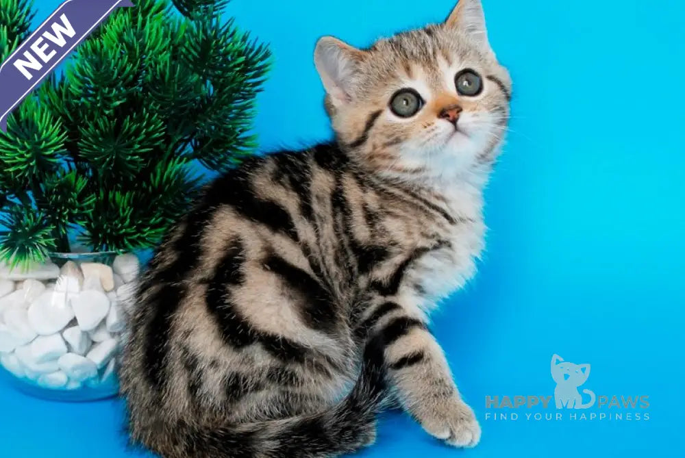 Ulmar British Shorthair male black tabby live animals