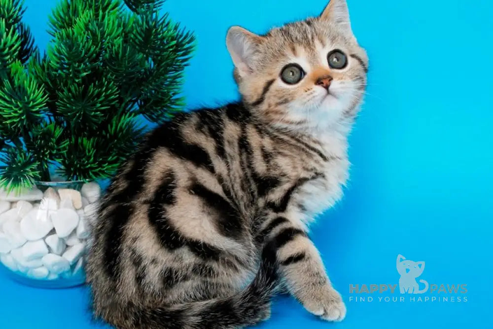 Ulmar British Shorthair male black tabby live animals