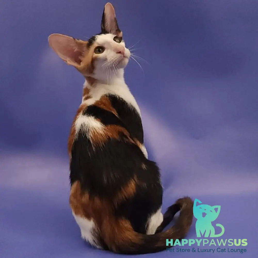 Ulrica Oriental Shorthair female black tortie tabby harlequin - live animals
