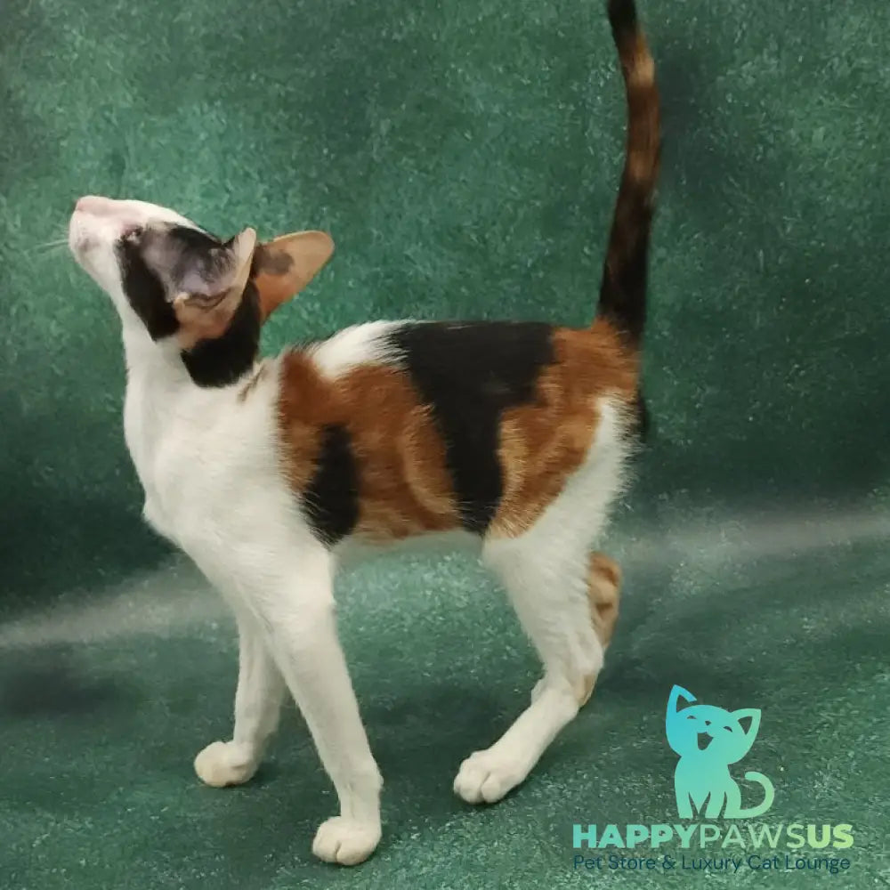 Ulrica Oriental Shorthair female black tortie tabby harlequin - live animals