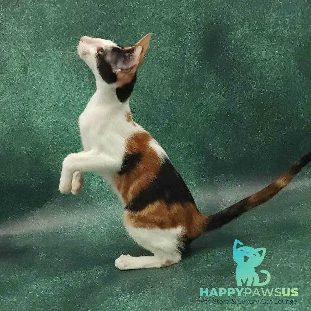 Ulrica Oriental Shorthair female black tortie tabby harlequin - live animals