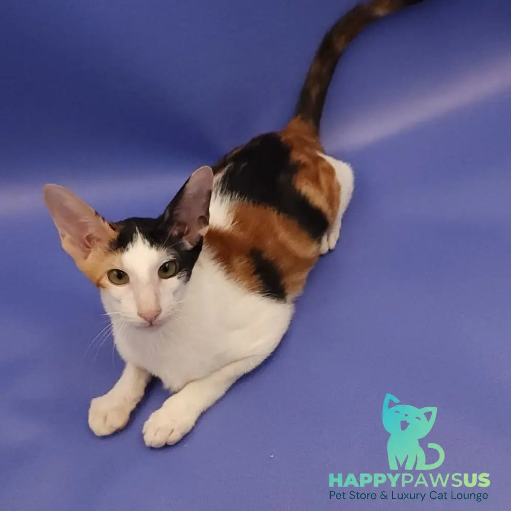 Ulrica Oriental Shorthair female black tortie tabby harlequin - live animals