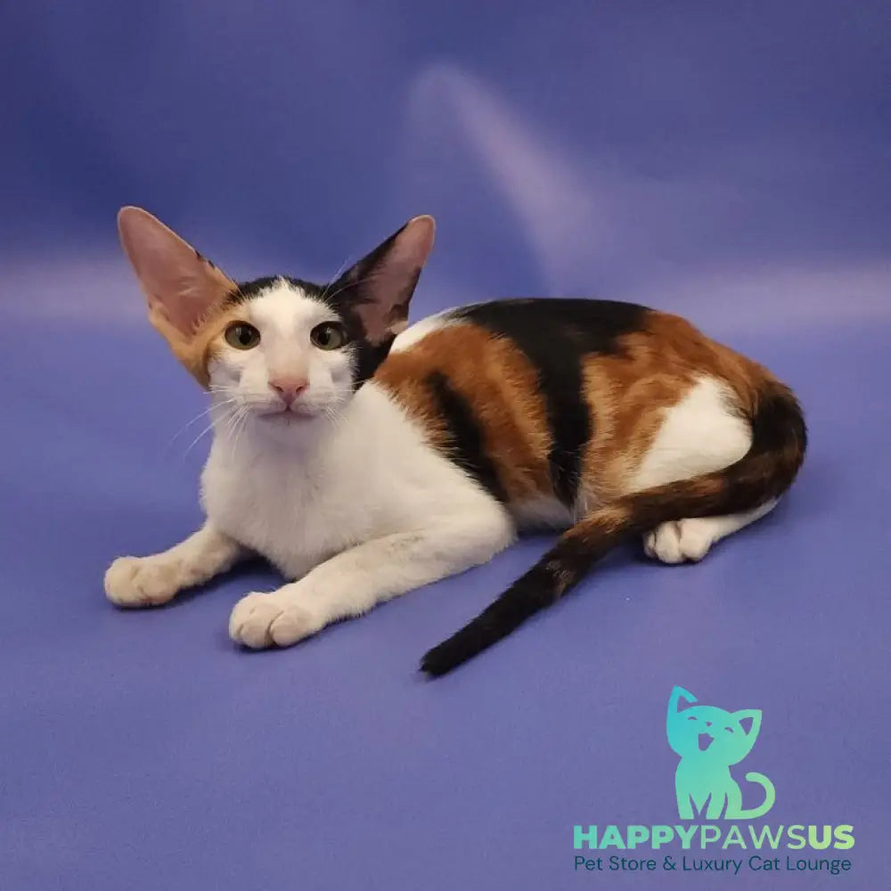Ulrica Oriental Shorthair female black tortie tabby harlequin - live animals