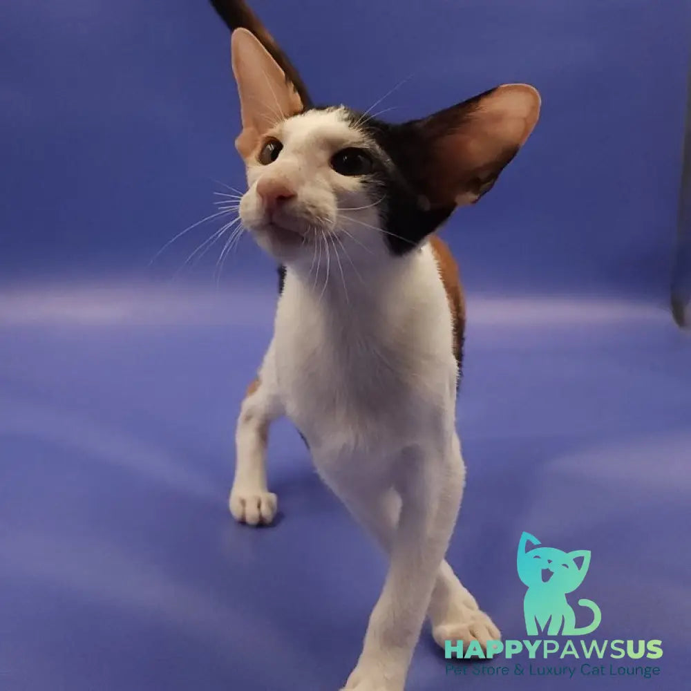 Ulrica Oriental Shorthair female black tortie tabby harlequin - live animals